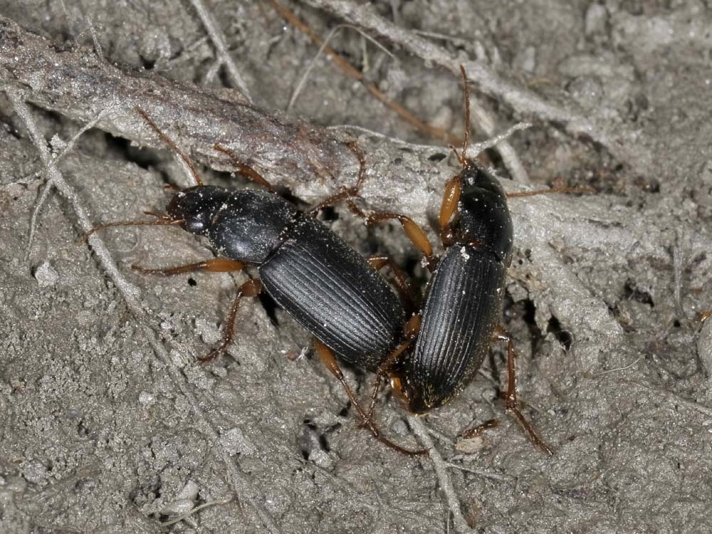 Coppia di Carabidae - Pseudoophonus rufipes